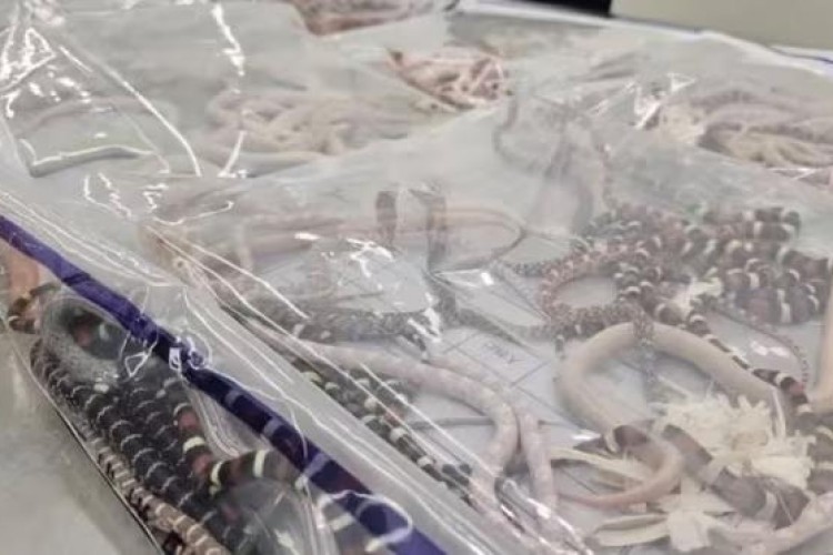 Çin gümrüğünde bir kişi pantolonunda 100 canlı yılanla yakalandı