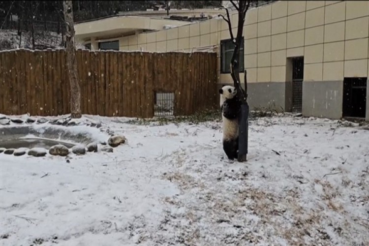 Shaanxi'de karlı zeminde oynayan dev pandalar görüntülendi