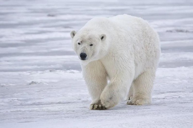 İki rehber kutup ayılarını rahatsız etmekten para cezasına çarptırıldı