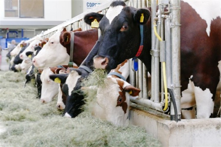 Süt işletmelerinin topladığı inek sütü Nisan'da yüzde 9,2 artışla 960,777 tona çıktı