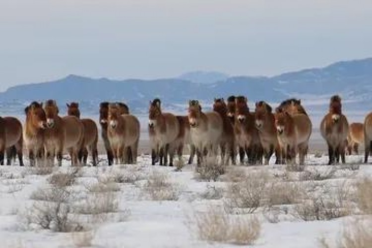 Vahşi atlar iki yüzyıl aradan sonra Kazakistan bozkırlarına geri dönüyor