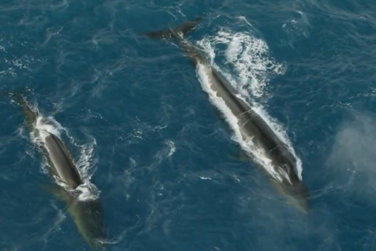 İzlanda 128 yüzgeçli balina avlama lisansı verdi