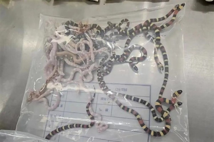 Cebinde 100'den fazla canlı yılan taşıyan adam gümrükte yakalandı