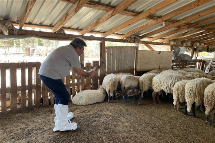 İzmir'de nesli tükenmekte olan Kaçeli koyunları için proje yürütülüyor