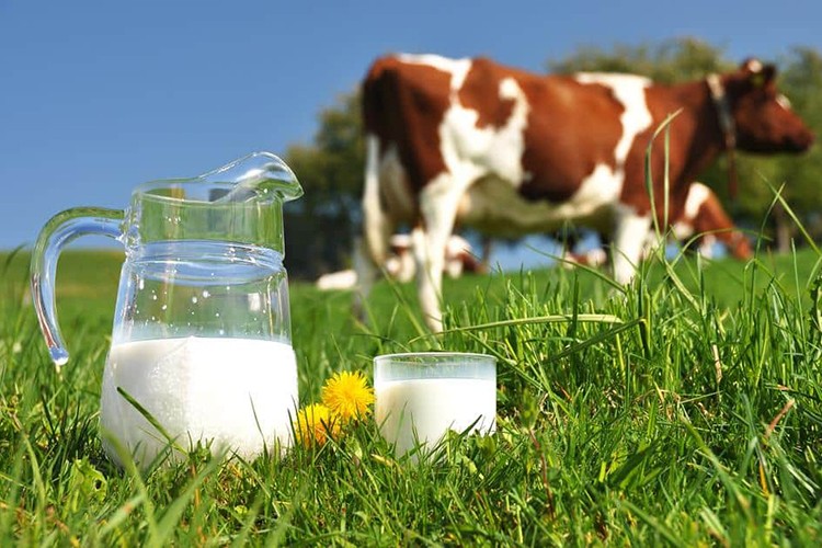 Toplanan inek sütü miktarı 867 bin 11 ton oldu