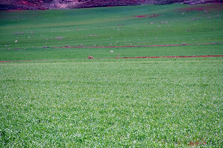 Kırıkkale'de atıl araziler tarımsal üretime kazandırılıyor