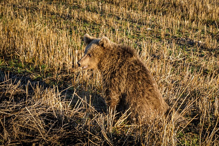 Kütahya'da yaralı bulunan ayı yavrusu tedavi altına alındı