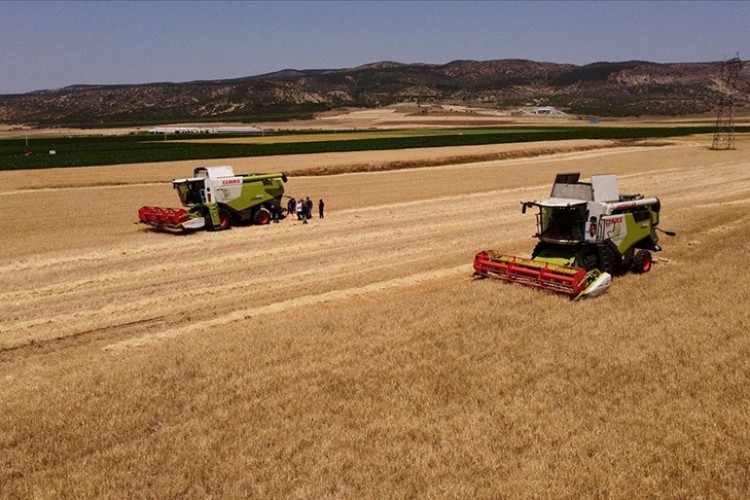 Arpa ve buğdayda hasadı aceleye getirmek ülke ekonomisine kaybettiriyor