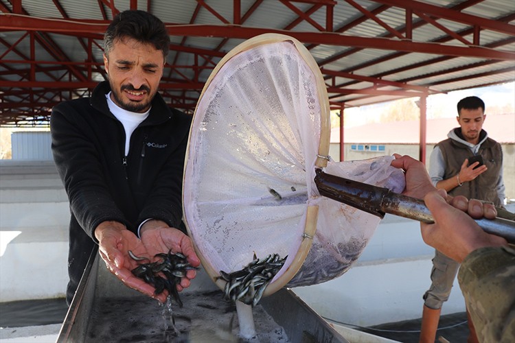 Erzincan'da balıkçılık yaygınlaşıyor