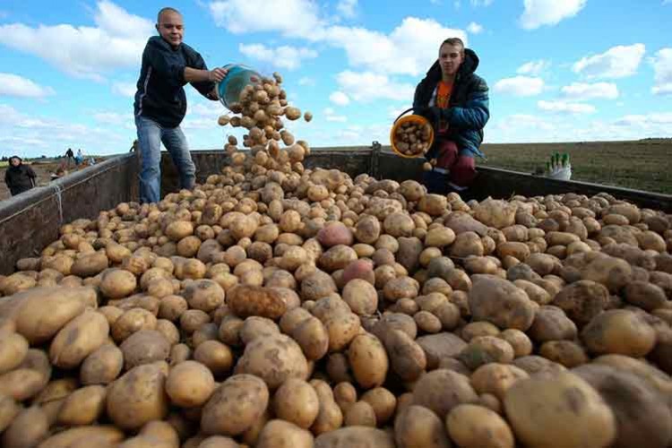 Patates üretimi durma noktasında