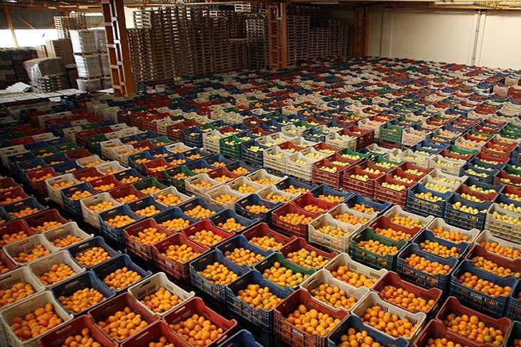 10 aylık yaş meyve sebze ihracatımız 2,6 milyar doları aştı