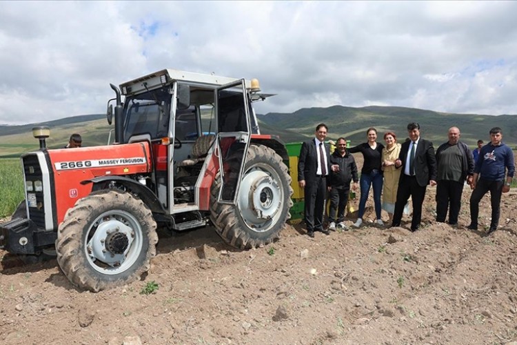 Erzurum'un Pasinler Ovası'nda mor patates üretilmeye başlandı