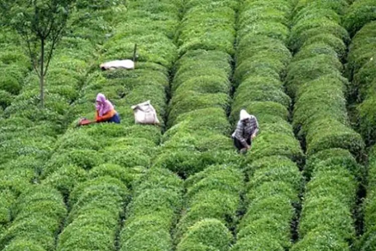 Çay ihracatı yılın ilk yarısını artışla kapattı