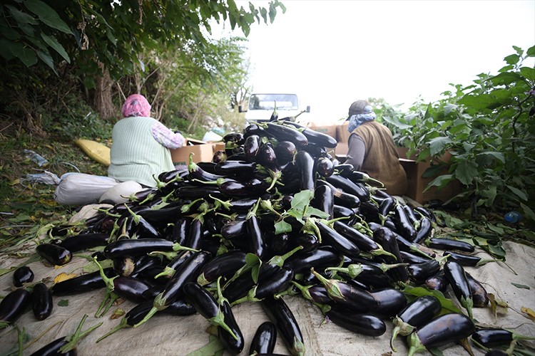 Gönen'de yıllık 7 bin 753 ton patlıcan üretimi