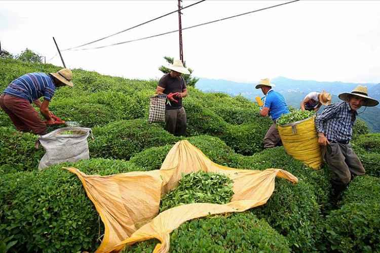 Çay ihracatı 8 ayda yüzde 22 arttı