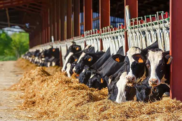 Üretici desteklenirse et ve süt fiyatları düşer