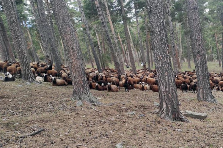 Orman yangınlarını önlemek için "koyun otlatma" önerisi