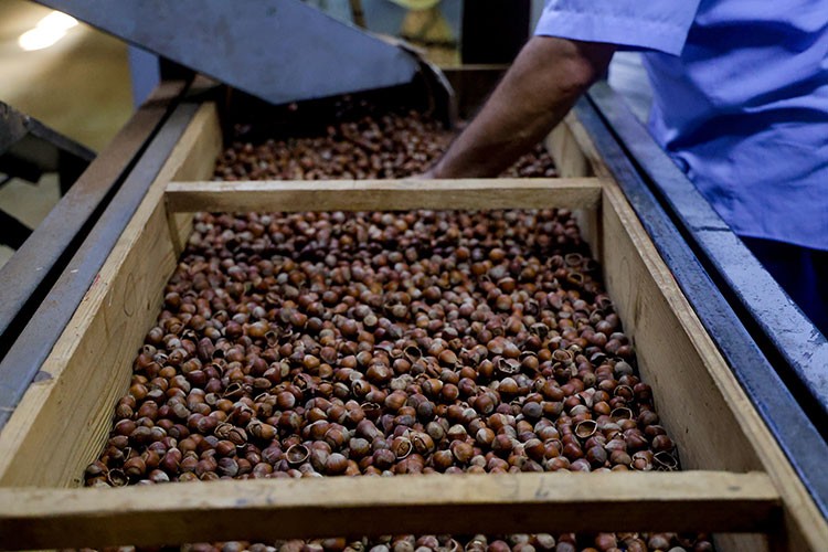 Sakarya'da yetiştirilen organik fındık 3 kıtaya ihraç ediliyor