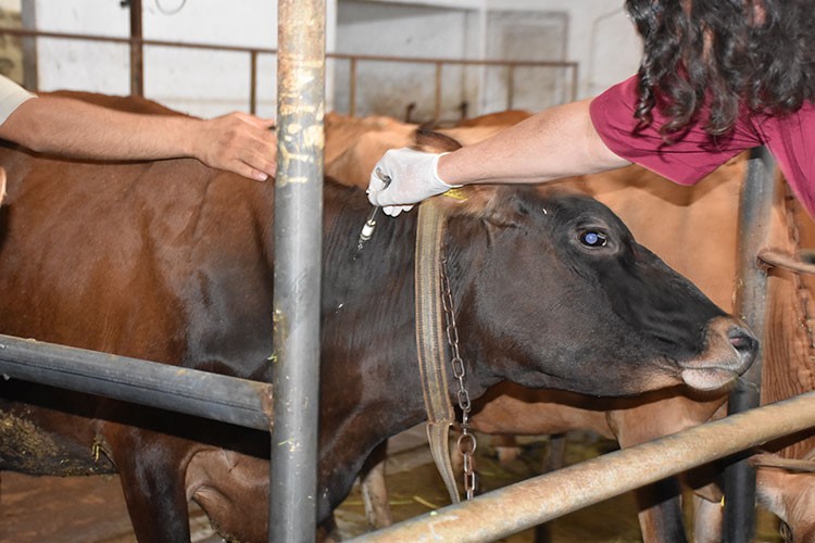 Trabzon'da 80 bin büyükbaş hayvana şap aşısı