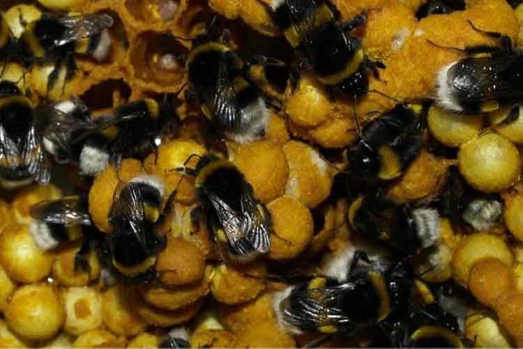 Ordu'da bombus arısı üretildi