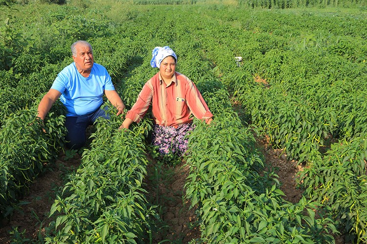 Muğla'da ata tohumları üreticiye 30 milyon lira kazandırdı