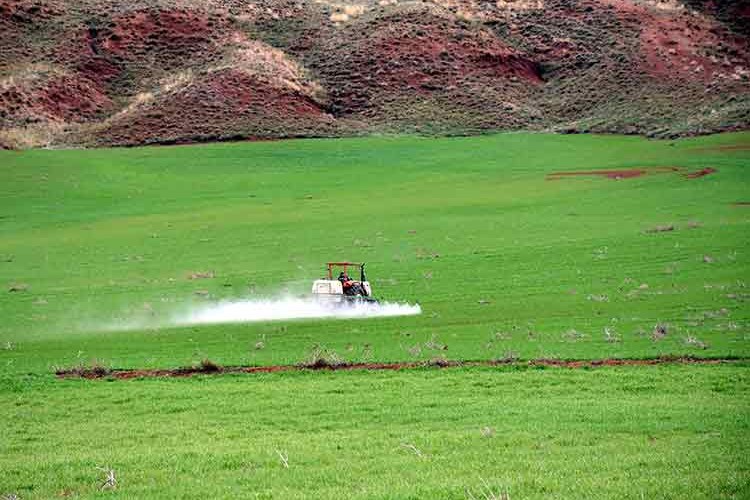 Kırıkkale'de çiftçiler ilkbahar yağışlarıyla nefes aldı