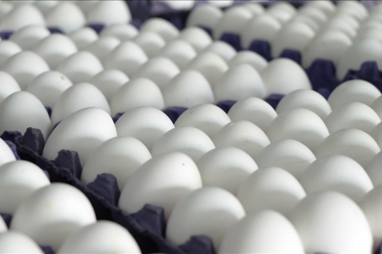Rusya, Türkiye'den 38,2 milyon adet yumurta ithal etti