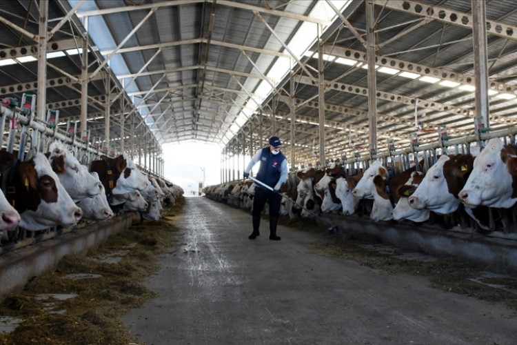 Türkiye'de inek sütü üretimi Mayıs'ta rekor düzeye ulaştı