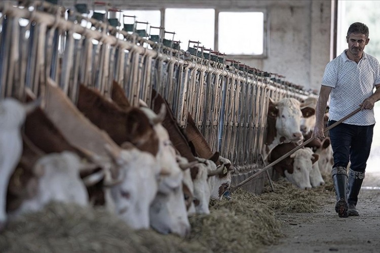 Besilik sığır kesimine verilen destek yerli üretimi artıracak