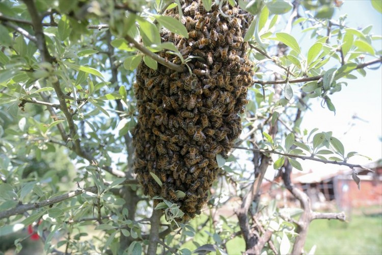 Yerli ırk arılar iklim değişikliğine dirençli