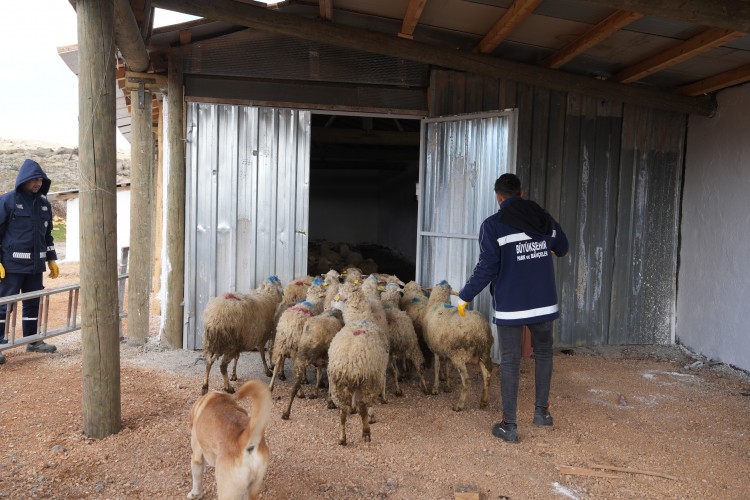 Eskişehir Belediyesi, yangın mağduru aileye koyun ve yem desteği yaptı