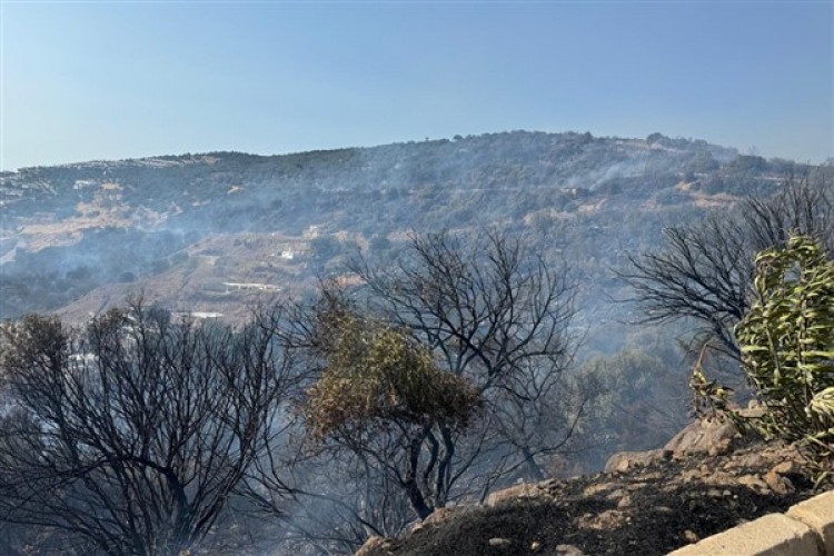 İzmir İtfaiyesi, Dikili'de orman yangınına müdahale ediyor