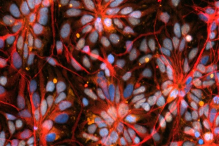 NASA Expedition 71 astronotları, Uzay İstasyonu'nda araştırmalar yapacak