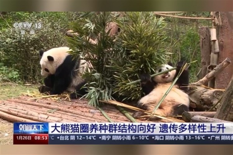 Çin'deki yabani panda sayısı bin 900'e yükseldi
