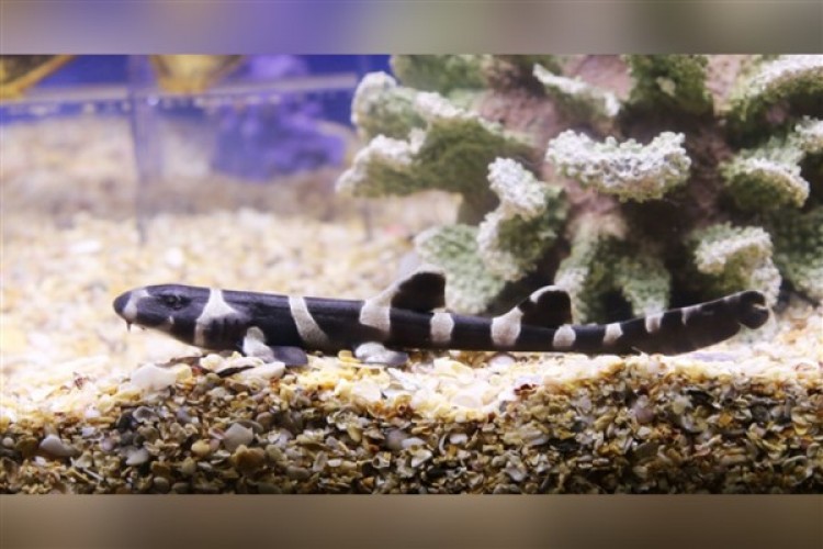 İstanbul'da yavru köpekbalığı heyecanı