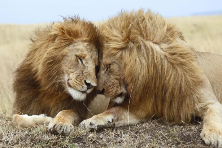 Araştırma: Hayvanlardaki aynı cinsiyetler arasındaki cinsel davranışlar eksik raporlandı