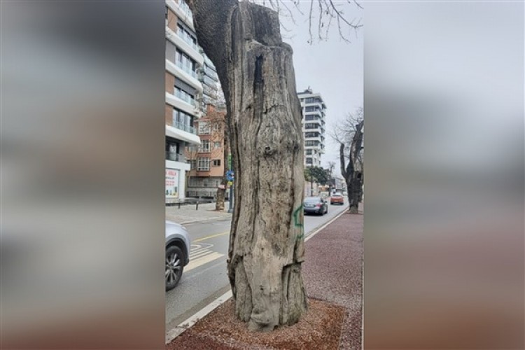 Kadıköy'de hasta ağaçların yerine yenileri dikilecek