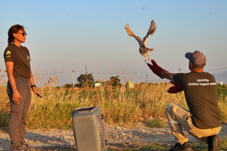 İzmir'de bin 300 yaban hayvanı iyileştirilip doğaya salındı