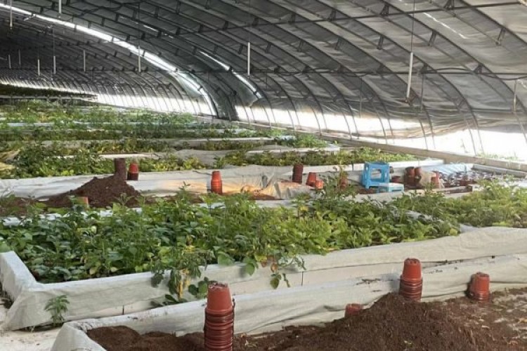 Uzaydan gelen patates tohumları ekime hazırlanıyor