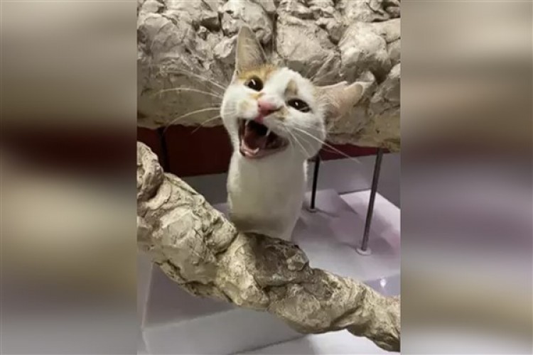 "Kedi tırmalaması görme kaybına yol açabilir"