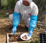 Anamur Orman İşletme Müdürlüğü, Çamkese böceği ile biyolojik mücadeleye başladı
