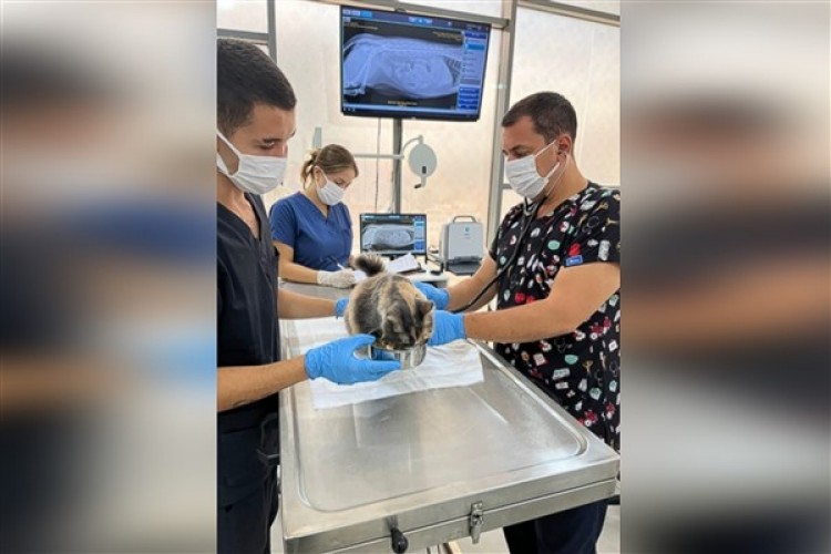Balıkesir'de tedavisi tamamlanan kedi doğal ortamına salındı