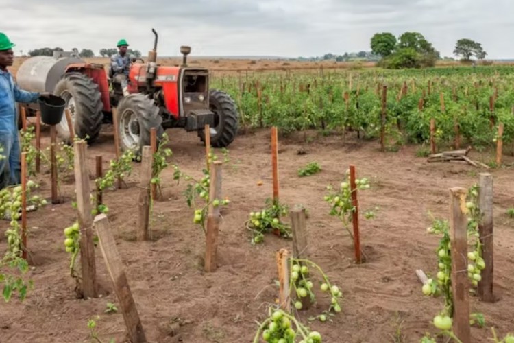 OECD & FAO: Gelişmekte olan ekonomiler tarım piyasalarını yönlendirmeye devam edecek