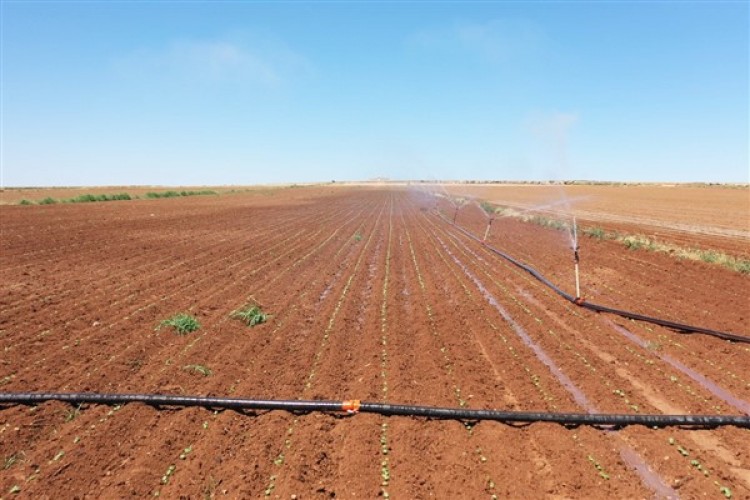 Şanlıurfa'da sulama sezonu devam ediyor