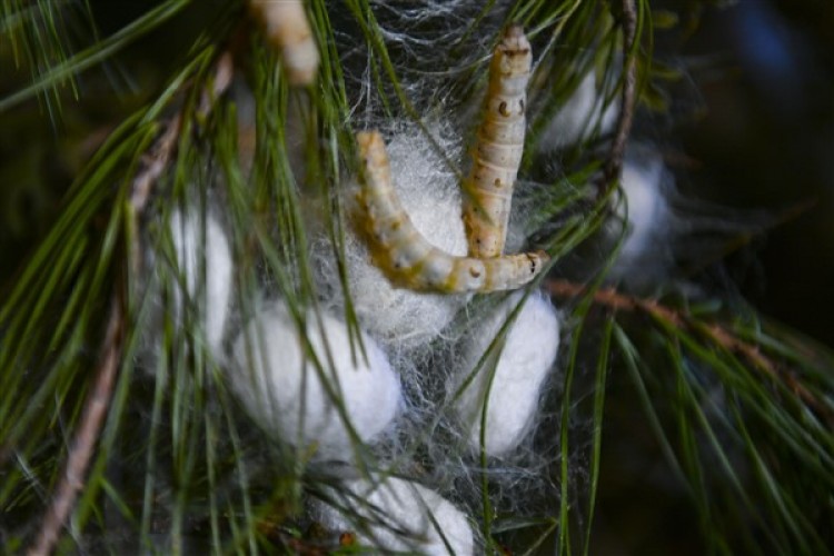 Ankara Büyükşehir'den İpek böceği yetiştiricilerine destek