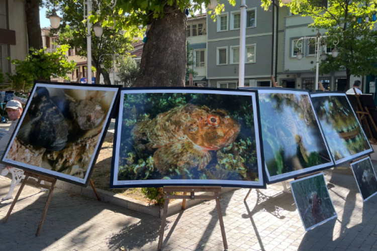 Bursa'da Marmara Denizi Günü'nde çeşitli etkinlikler düzenlendi