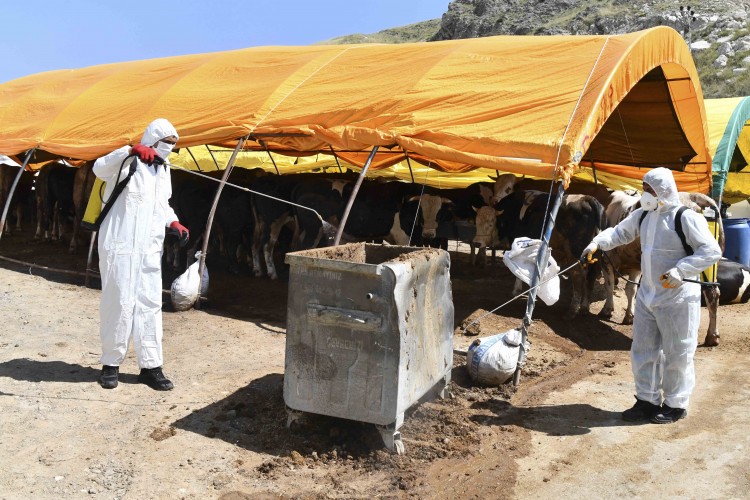 Ankara Büyükşehir'den kurban satış ve kesim alanlarında ilaçlama seferberliği