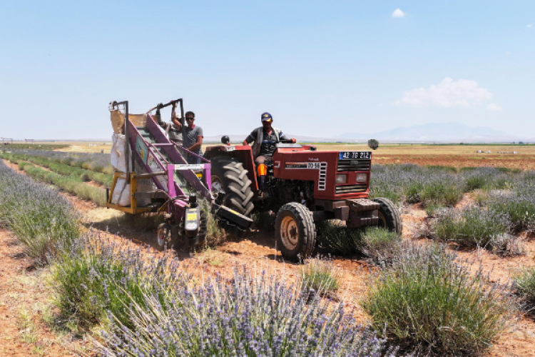 Konya'da lavanta hasadına başlandı
