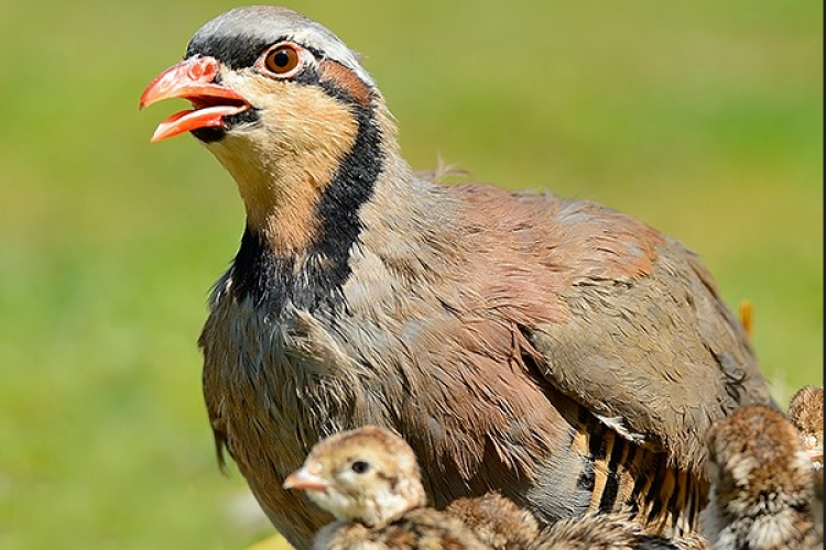 Kara avcılığı sezonu kapandı