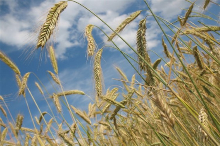 Çiftçi Finansmanında İnovasyon: "İlk TÜRİB ekmeklik buğday endeksli sukuk ihracı"